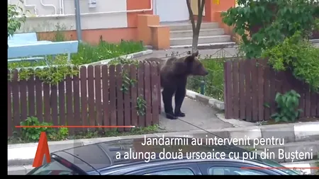 Două URSOAICE cu pui, pe străzile din BUȘTENI. Jandarmii au intervenit pentru îndepărtarea animalelor