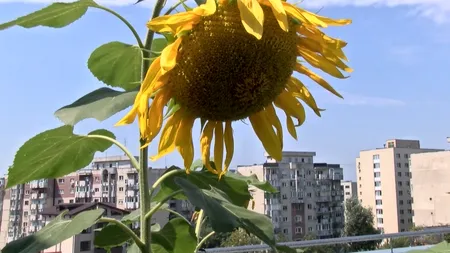 O clădire URÂTĂ din București, într-un cartier înghesuit. Dar ceea ce vei vedea pe ACOPERIȘUL ei te va ÎNCÂNTA