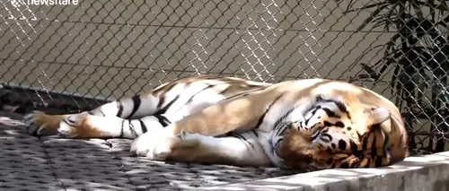 Tigru în curs de recuperare „psihică”, după ce o turistă i-a atins zonele intime la Grădina Zoologică (VIDEO)