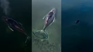 Imagini dramatice cu o balenă cu cocoașă eșuată în Marea Baltică. Ce au decis echipele de salvare după ce au constatat starea critică a animalului