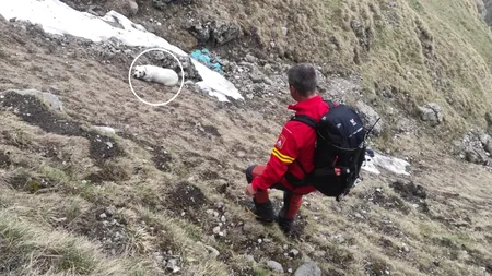 Un câine a CĂZUT aproape 200 de metri într-o prăpastie din Bucegi. Salvamontiștii din Bușteni: „Niciun om nu a scăpat cu viață de acolo”