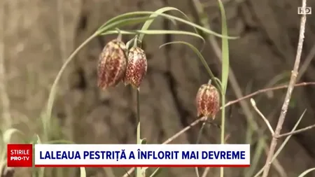 Laleaua pestriță, una dintre cele mai rare plante din România, înflorește mai devreme. Ce AMENZI riscă cei care rup floarea protejată prin lege