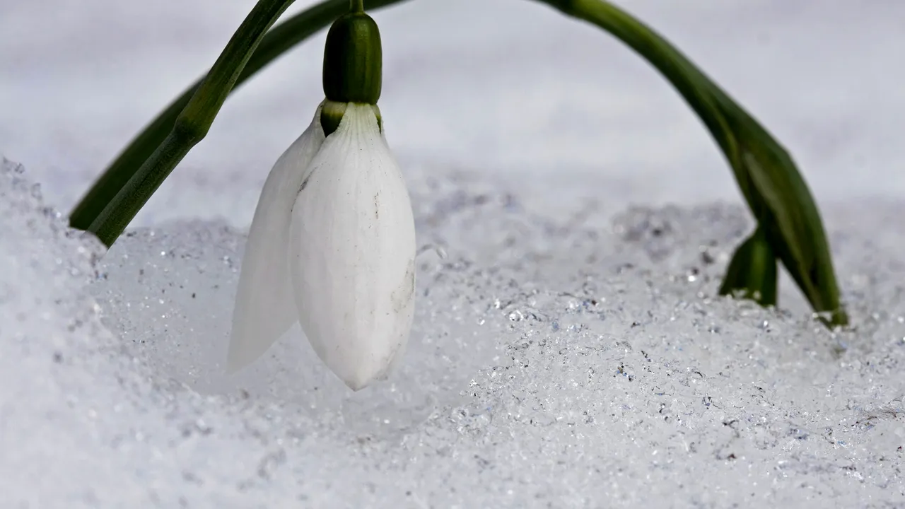 METEO. Se încălzește vremea în România. Unde vor fi 13 grade