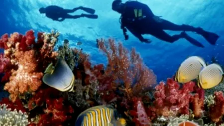 Oceanele lumii sunt pe punctul de a rămâne fără oxigen. Avertismentul cercetătorilor: „Se poate repeta scenariul