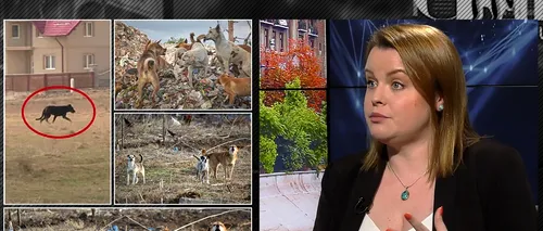 EXCLUSIV VIDEO | Diana Mardarovici (PNL): ASPA a cerut bani după ce un om a fost ucis de câini. Nu ar trebui să mai fie animale fără stăpân pe străzi