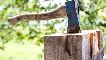 USR vrea să înființeze un DNA al pădurilor