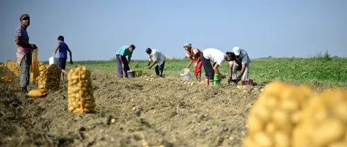 Sute de milioane de euro de la UE, pentru fermierii români, redistribuiți refugiaților