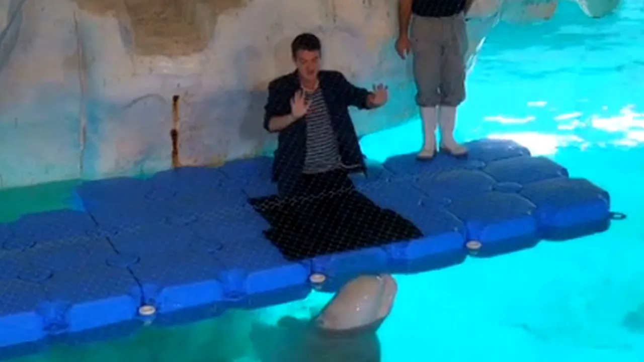 Un contratenor a cântat în duet cu o balenă albă