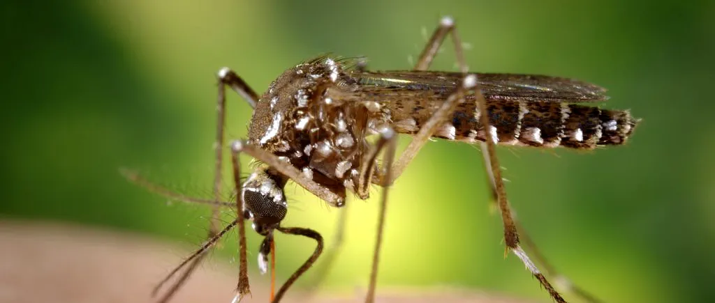 Cum scapi de țânțari în timpul verii. Insectele pot transmite boli extrem de GRAVE