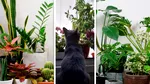 Plantele de apartament care îți pot otrăvi cățelul sau pisica. La ce trebuie să fiți atenți