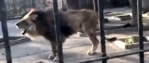 Un leu de la Grădina Zoologică din Brăila a ajuns piele și os