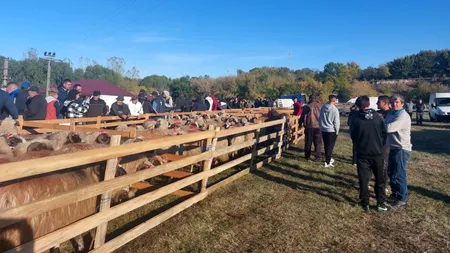 Tot mai puțină carne și brânză de oaie. Crescătorii renunță la animale