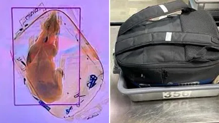 Au crezut că nu văd bine! Ce au putut găsi agenții de la Securitate din aeroport în rucsacul unui pasager