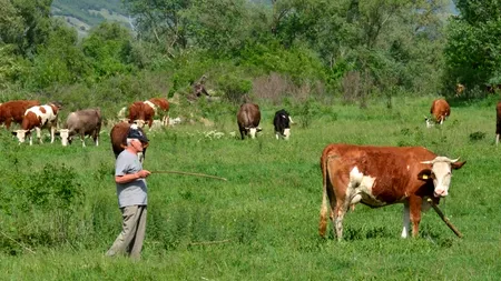 Soluția găsită de Ministerul Agriculturii pentru a negocia mai ușor cu producătorii