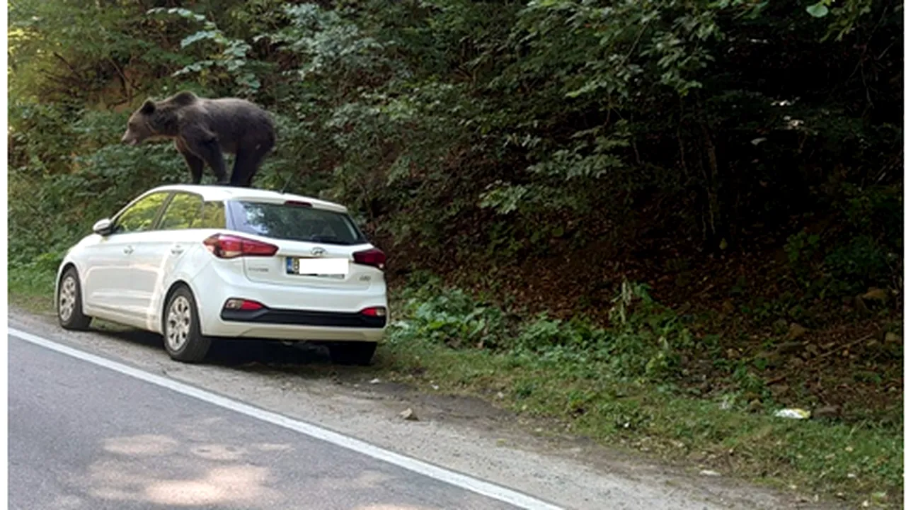 Un urs s-a urcat pe o mașină, într-o zonă turistică din județul Argeș (FOTO)