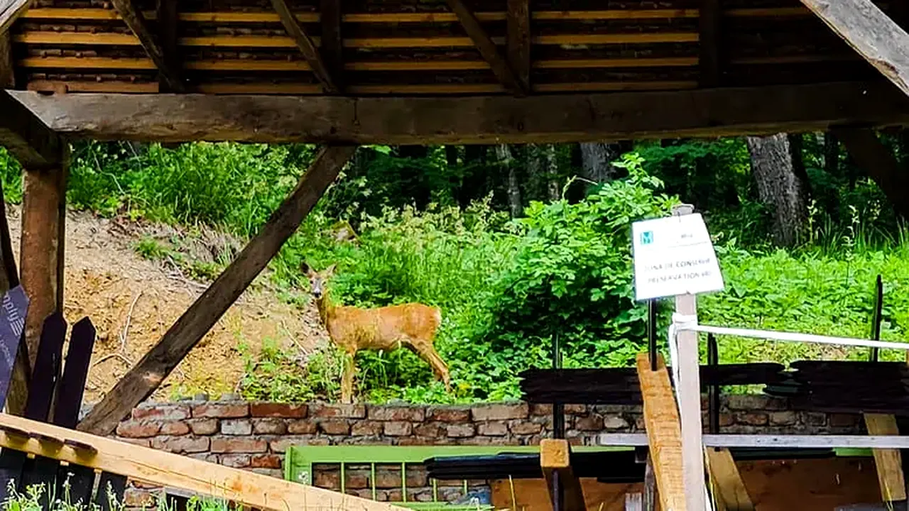 FOTO | O căprioară, în vizită la Muzeul ASTRA din Sibiu