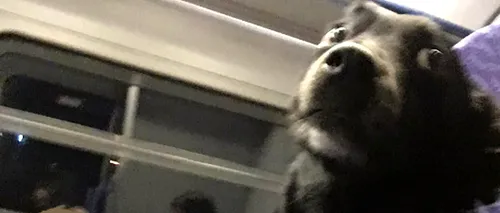 Un câine i-a uimit pe călătorii dintr-un tren cu comportamentul său. Ce îl face special