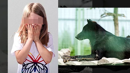 O fetiță a fost mușcată de un lup la Grădina zoologică din Sibiu. Cum a fost posibil acest accident