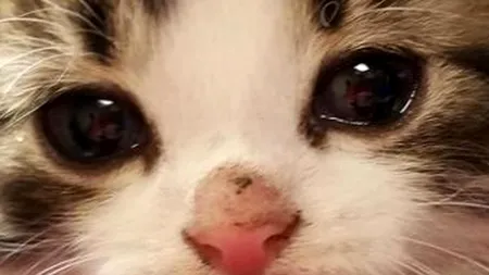 Pisicuța „Gogoșica