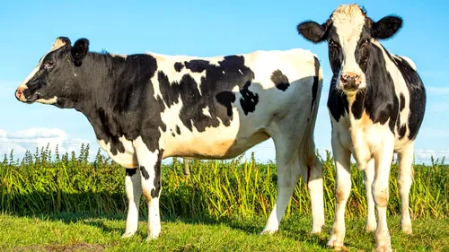 Subvenții: Crescătorii de bovine afectați de pandemie pot să primească ajutoare de până la 225.000 euro. Până când poate fi depusă cererea