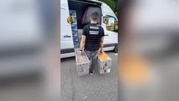 Zeci de PORUMBEI valoroși au fost furați din Belgia și ascunși în Mehedinți. Prejudiciul se ridică la 2,2 milioane de euro