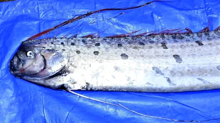 O creatură maritimă ce prevestește CUTREMURELE a fost zărită moartă pe litoral. Localnicii îl numesc drept „peștele Apocalipsei”