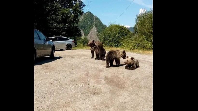 Localnicii din Bușteni, avertizați prin mesaj RO-ALERT cu privire la existența unui urs în stațiune