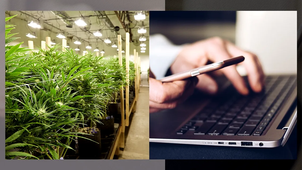 DIICOT anunță destructurarea ”Enigma”, cea mai mare rețea de trafic de droguri online. Cum se vindea „Iarba Dulce” 