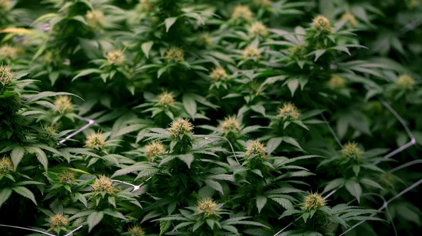 Lovitură pentru traficanții de droguri: Una dintre cele mai țări din lume se pregătește să legalizeze consumul de marijuana
