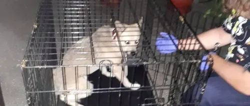 EXCLUSIV. Câinele lui Costin Mărculescu, dus într-un adăpost pentru animale abandonate. Ce soartă îl așteaptă pe Maxy, animalul rămas pe drumuri după moartea stăpânului său