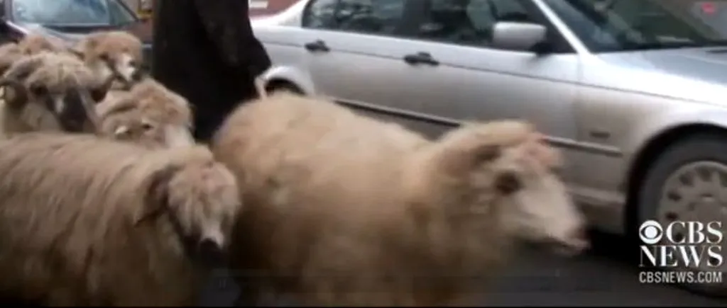 VIDEO: Cum a ajuns un cioban din România vedetă la CBS News