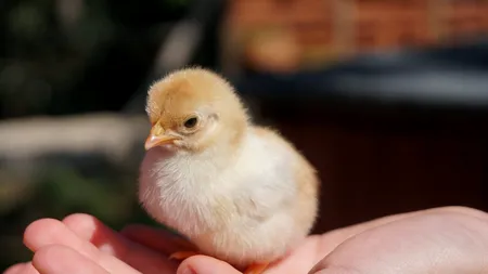 Germania, prima ţară care interzice practica uciderii puilor de găină de sex masculin