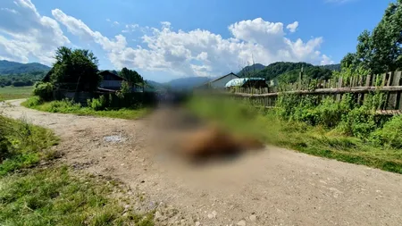 Poluare la Râșnov, unde mai multe animale au murit după ce au băut apă dintr-un pârâu! Autoritățile sunt în alertă