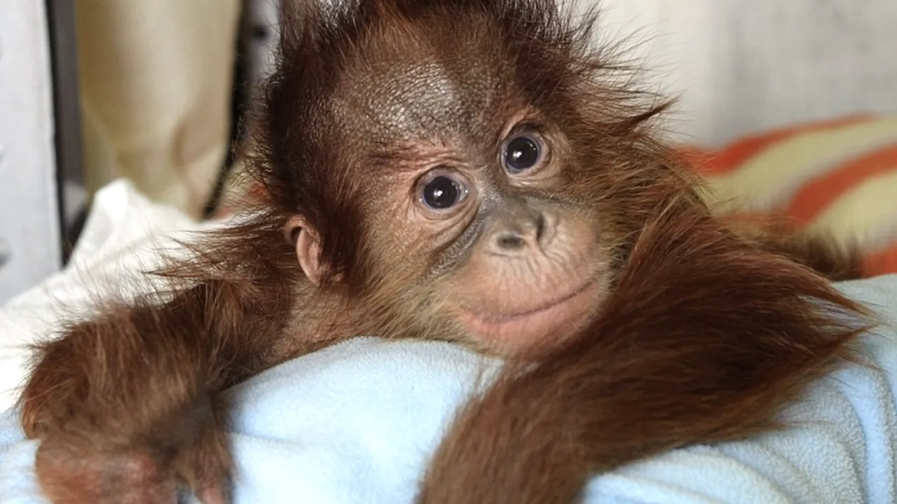 Maimuțele, mai evoluate decât oamenii la un capitol neașteptat
