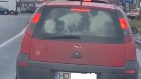 Cu vițelul la plimbare printre semafoare | O șoferiță a înghesuit un vițel într-un Opel Corsa și-a pornit la drum prin Timișoara - VIDEO 