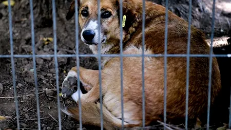 Administratorul firmei pe terenul căreia Ionuț a fost omorât de câini, audiat la Parchet
