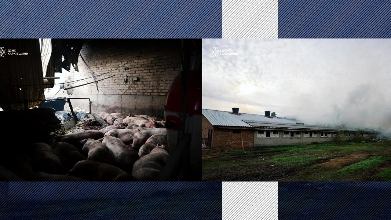 MASACRU în UCRAINA. Rușii au carbonizat 13 mii de porci într-un atac cu DRONE