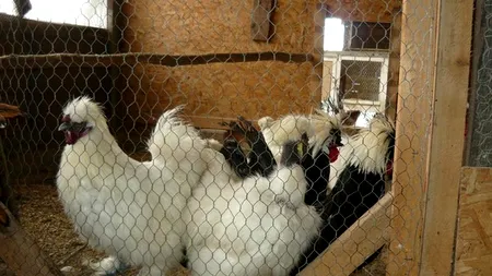 A prins un hoț în cotețul găinilor și l-a omorât. Cum a fost pedepsit acest bărbat din Iași