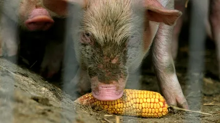 Elveția interzice importul de porci din România