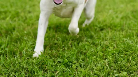 Cea mai SIMPLĂ metodă prin care scapi de părul de animale de pe haine și din casă. Te costă doar 5 lei