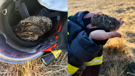 Iepuraș, salvat de pompierii din Gorj din flăcări. „De frică, inima-i bate cu atâta putere”. Frățiorii săi au ars de vii