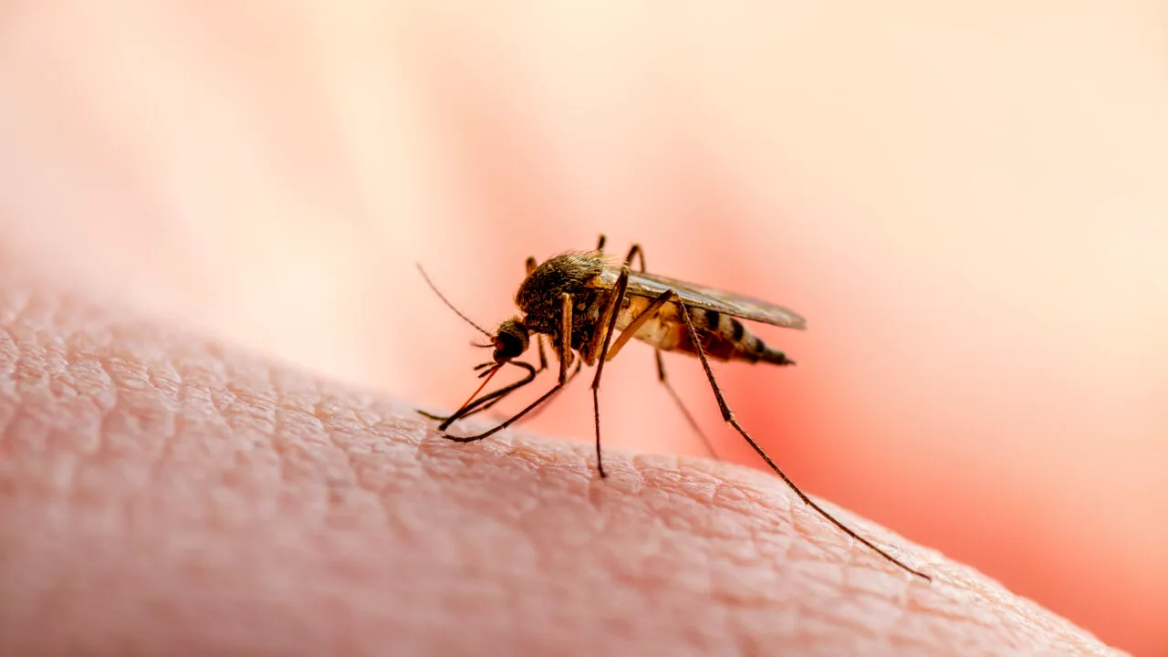O boală tropicală mortală amenință Europa. Medicii sunt în alertă