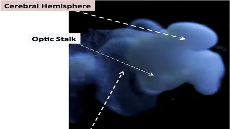 Cercetătorii din Ohio au dezvoltat un creier 