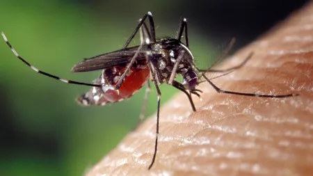 INSP avertizează asupra riscului de INFECȚIE cu virusul West Nile în România