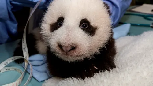 Un pui de panda uriaș este senzația grădinii zoologice din San Diego. Anunțul îngrijitorilor