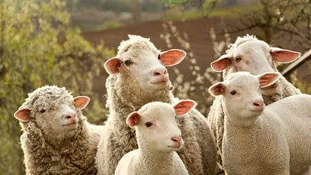 UE vrea să interzică vânzarea de produse provenind de la animalele clonate