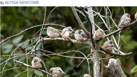 Un studiu inedit. Ce se întâmplă cu cintezele atunci când consumă alcool 