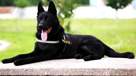 Câine POLIȚIST care depistează DROGURI, la festivalul UNTOLD de la Cluj Napoca