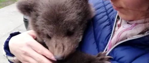 Un pui de urs, pierdut de mama lui, salvat din apele unui râu - VIDEO