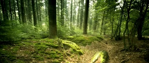 România pierde milioane de euro pentru că nu-și valorifică  ecosistemele